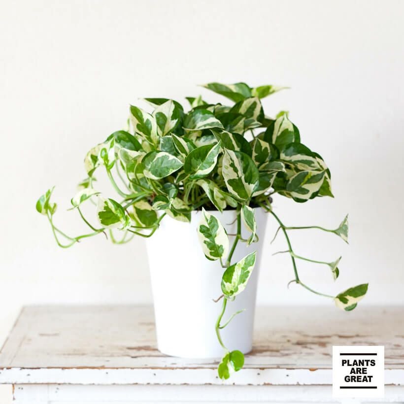 ポトス育て方、人気8種｜売切れも再販予定あり【予約受付】e花屋