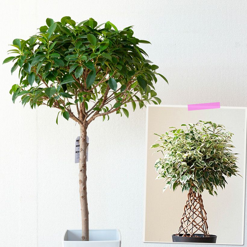 000000005597-03.jpg?size=l&w=