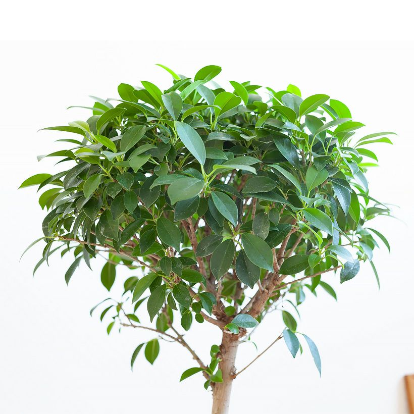 000000005597-07.jpg?size=l&w=