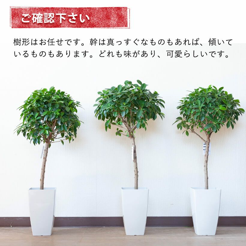 フィカス・ナナ育て方付き｜ガジュマル似の丈夫な人気種！e-花屋