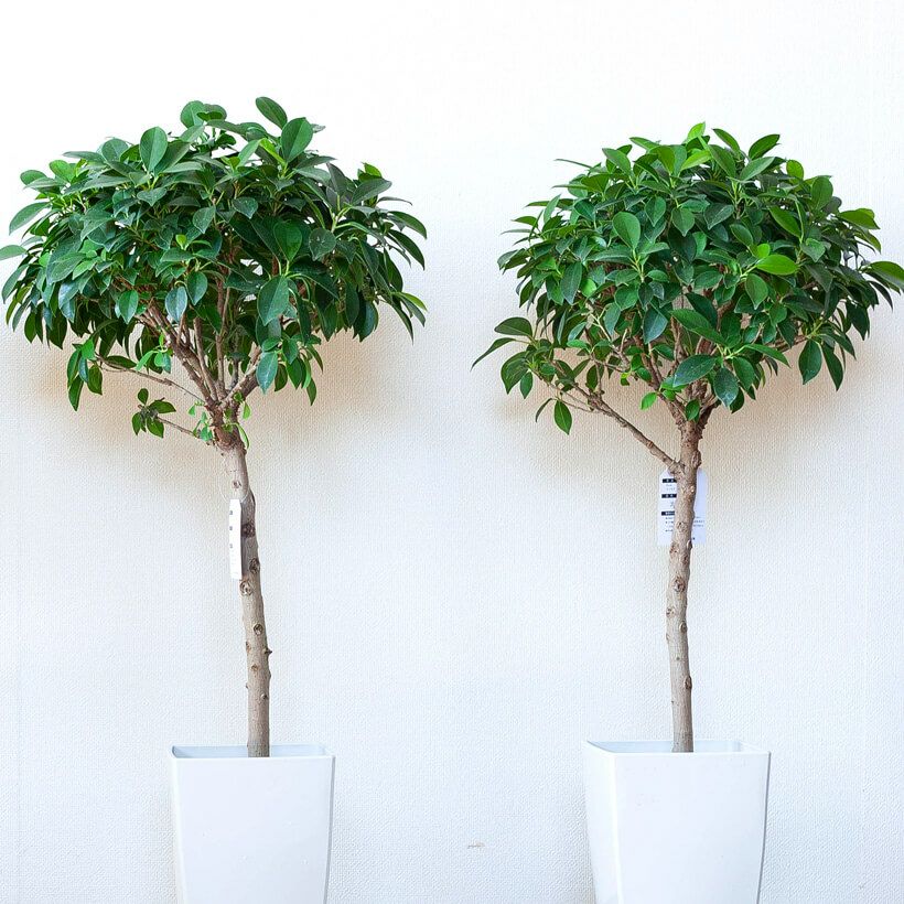 フィカス・ナナ育て方付き｜ガジュマル似の丈夫な人気種！e-花屋