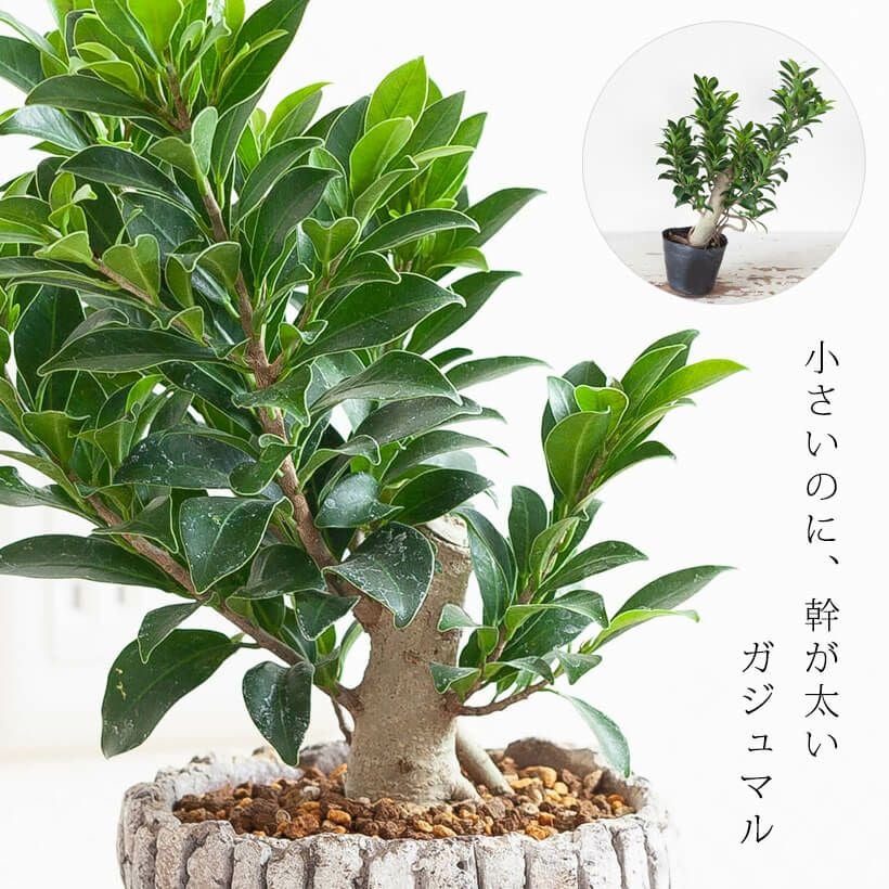 ガジュマルの種類豊富｜実生、接ぎ木、人参、パンダ（タイワン）