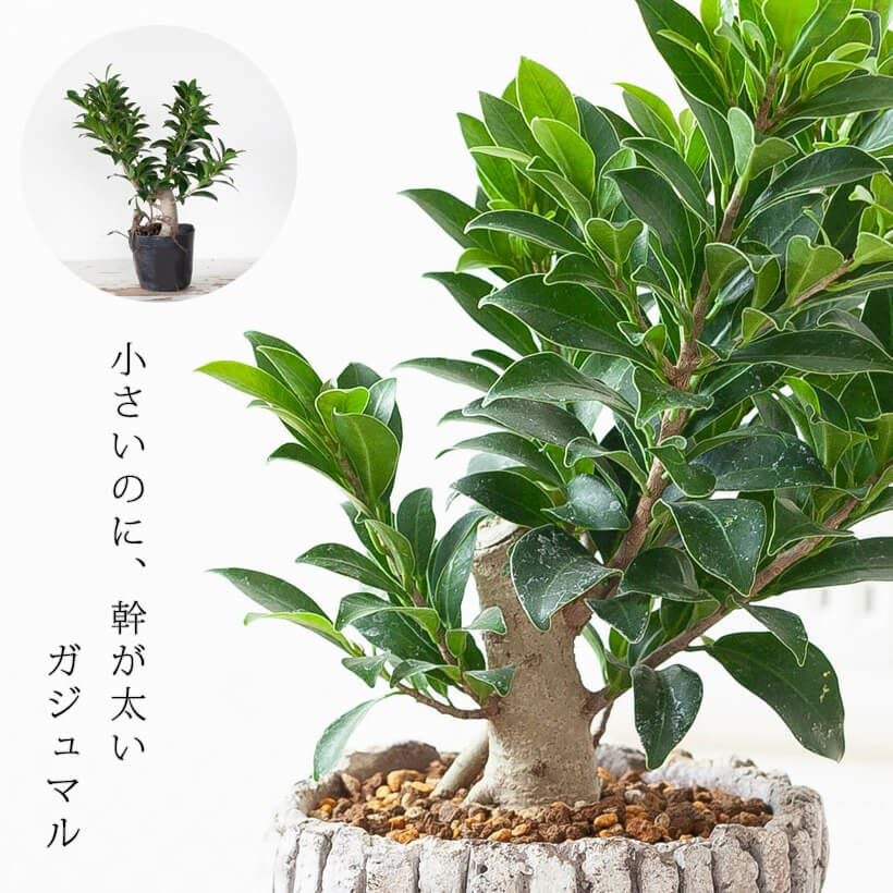 幹が太い！ガジュマルコンパクタの親木苗（育て方付き）