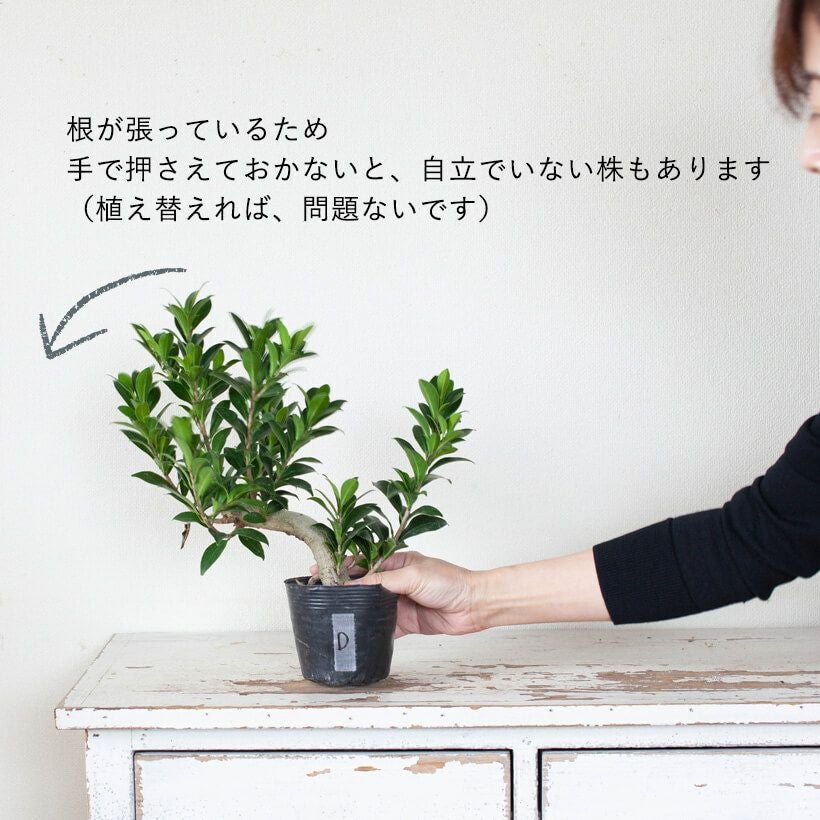 幹が太い！ガジュマルコンパクタの親木苗（育て方付き）
