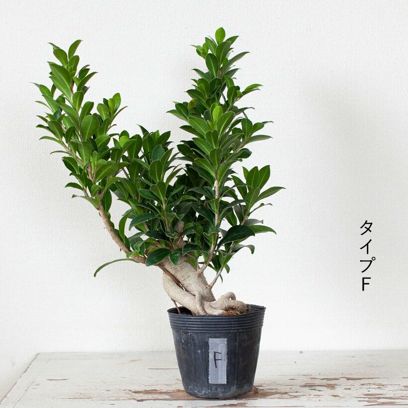 幹が太い！ガジュマルコンパクタの親木苗（育て方付き）