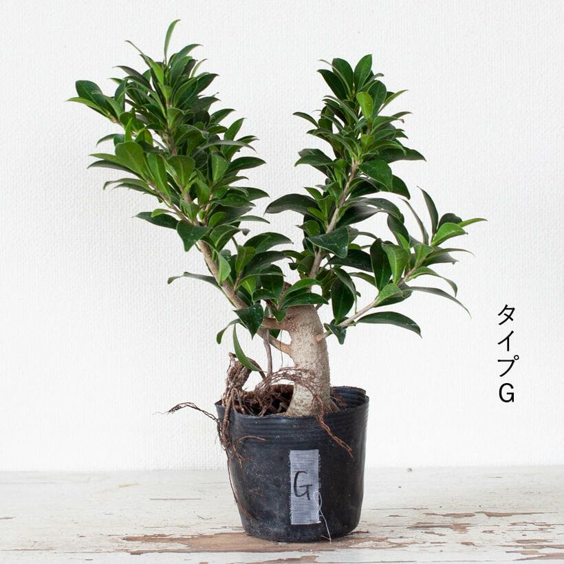 幹が太い！ガジュマルコンパクタの親木苗（育て方付き）