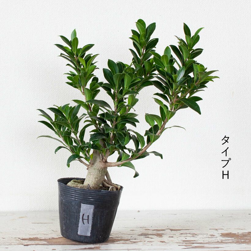 幹が太い！ガジュマルコンパクタの親木苗（育て方付き）