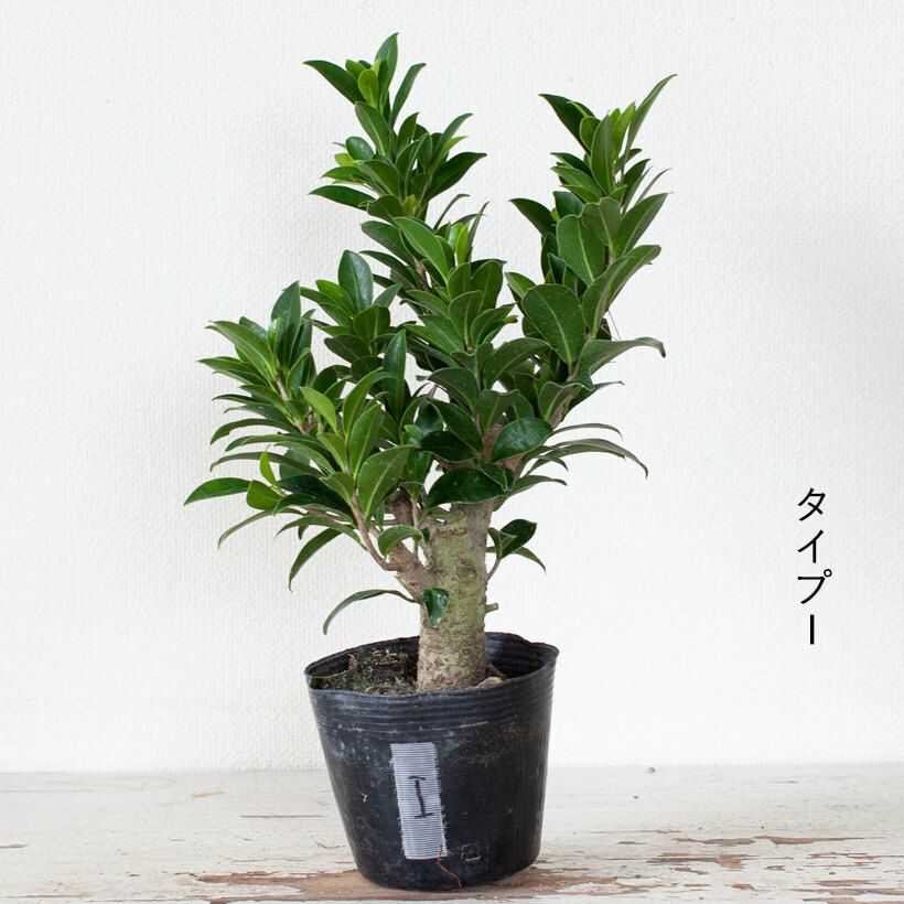 幹が太い！ガジュマルコンパクタの親木苗（育て方付き）