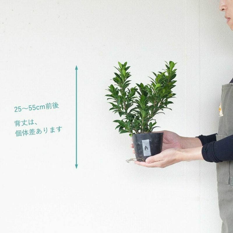 幹が太い！ガジュマルコンパクタの親木苗（育て方付き）
