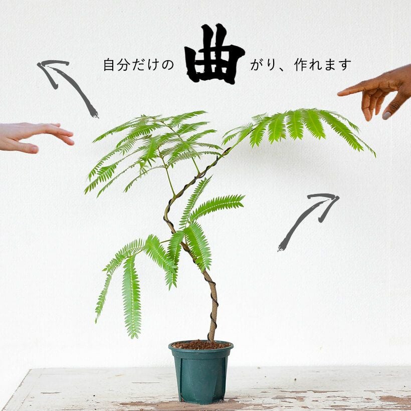 観葉植物 エバーフレッシュ165cm 曲がり木仕立て エバーフレッシュ 曲がり 仕立て 8号 お祝い ギフト 開店祝い 新築