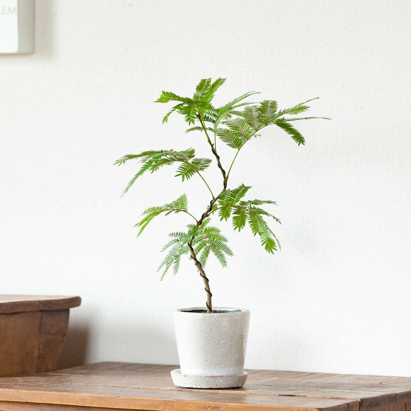 観葉植物エバーフレッシュ｜曲げ方自由、盆栽風仕立て｜e花屋