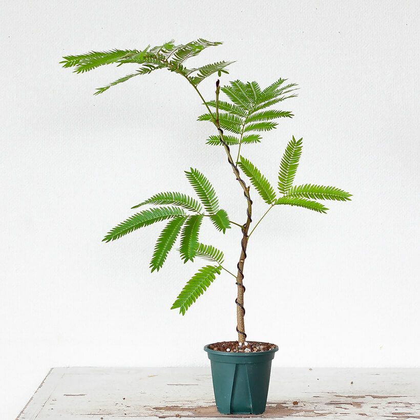 観葉植物エバーフレッシュ｜曲げ方自由、盆栽風仕立て｜e花屋