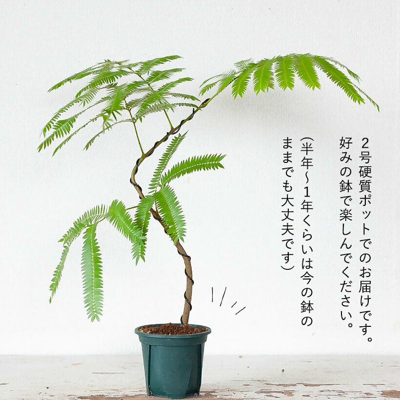 観葉植物エバーフレッシュ｜曲げ方自由、盆栽風仕立て｜e花屋
