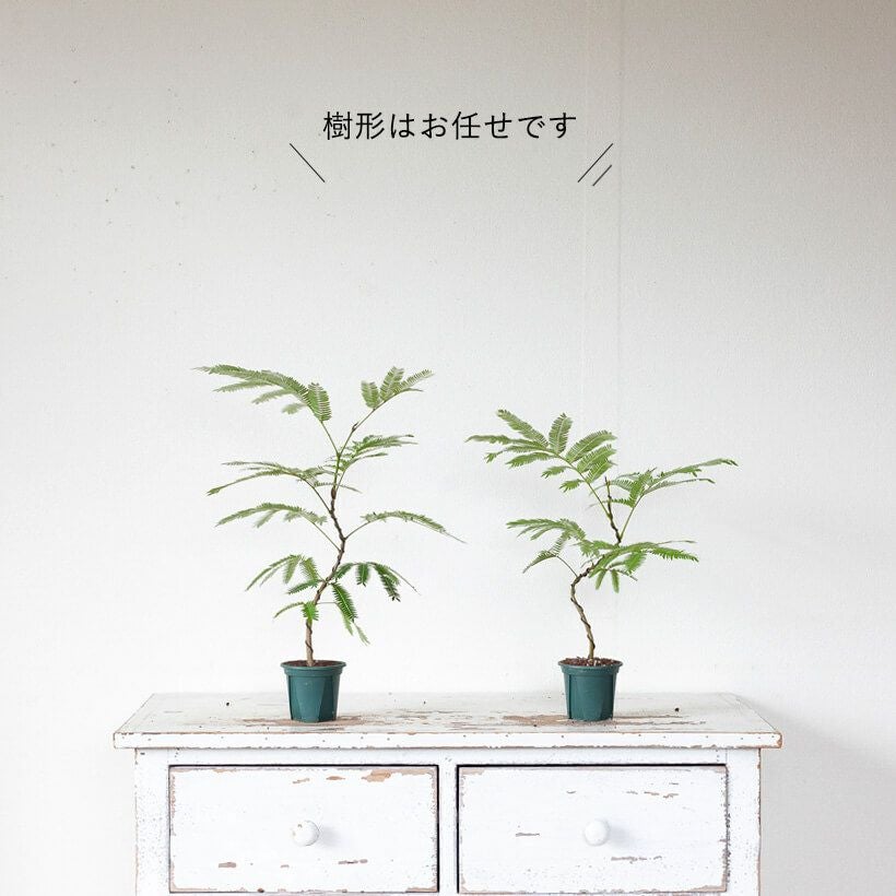 観葉植物エバーフレッシュ｜曲げ方自由、盆栽風仕立て｜e花屋