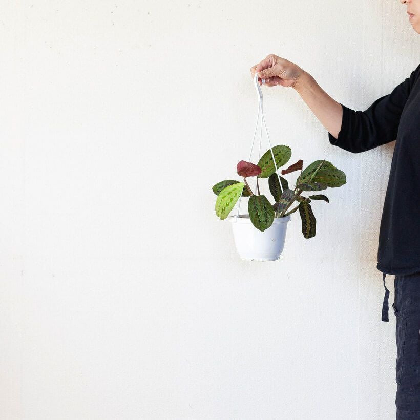 マランタ・ボスタス育て方付き｜絵画のような葉が美しいカラテア