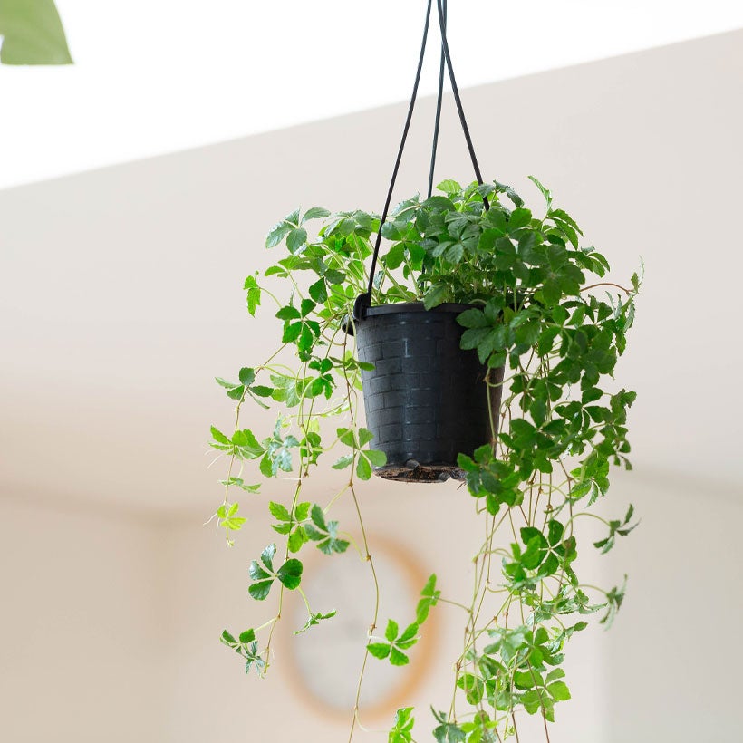 観葉植物 ds586979_01.jpg