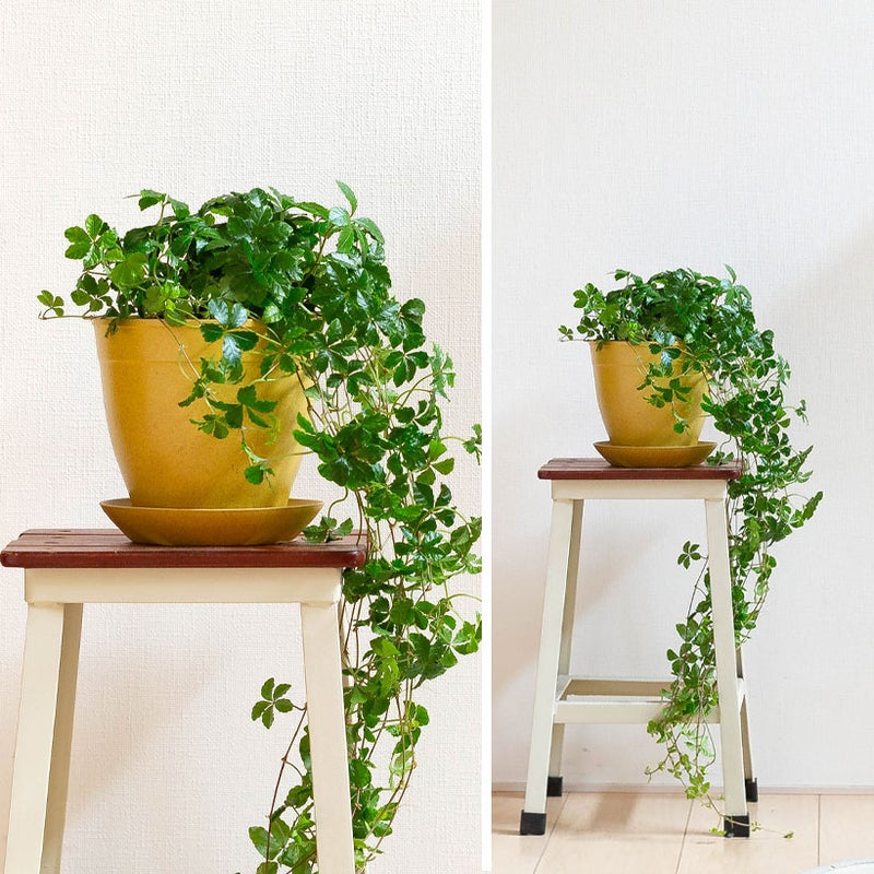 シュガーバインもみ殻鉢に植え替えた写真