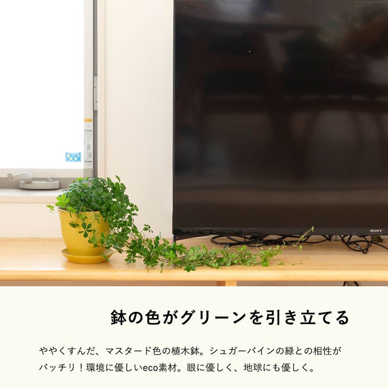 シュガーバインもみ殻鉢に植え替えた写真