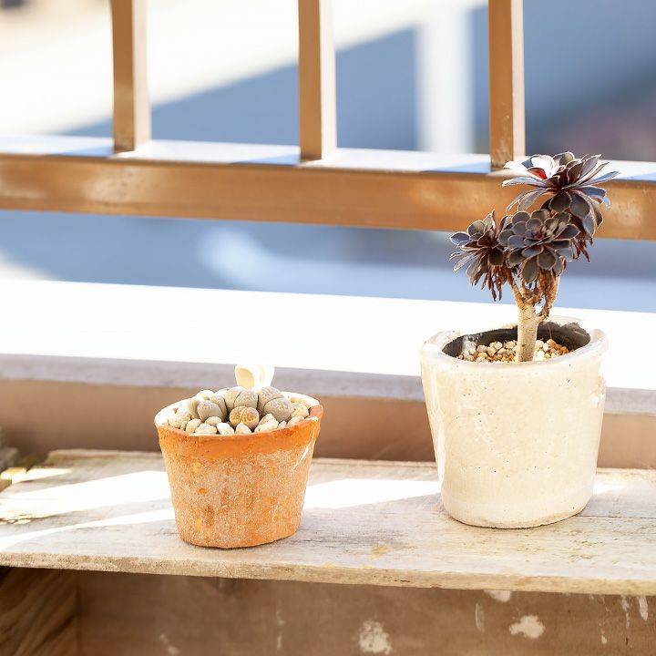 リトープス育て方付き！脱皮する面白い多肉植物｜e-花屋さん