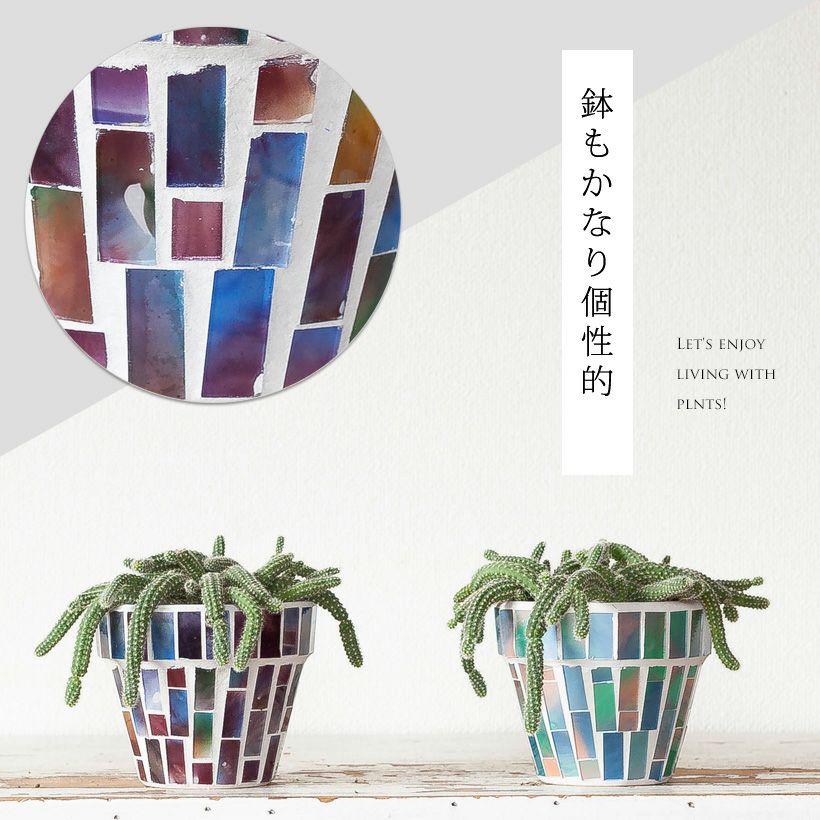 ビャクダン（白檀）サボテン育て方付き｜e-花屋さん