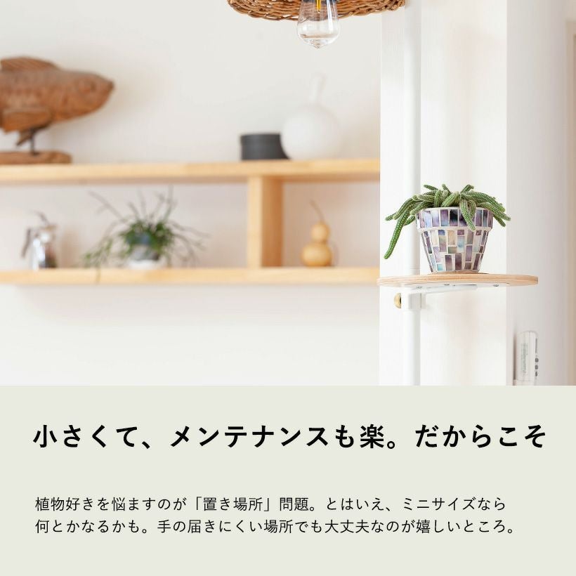 ビャクダン（白檀）サボテン育て方付き｜e-花屋さん