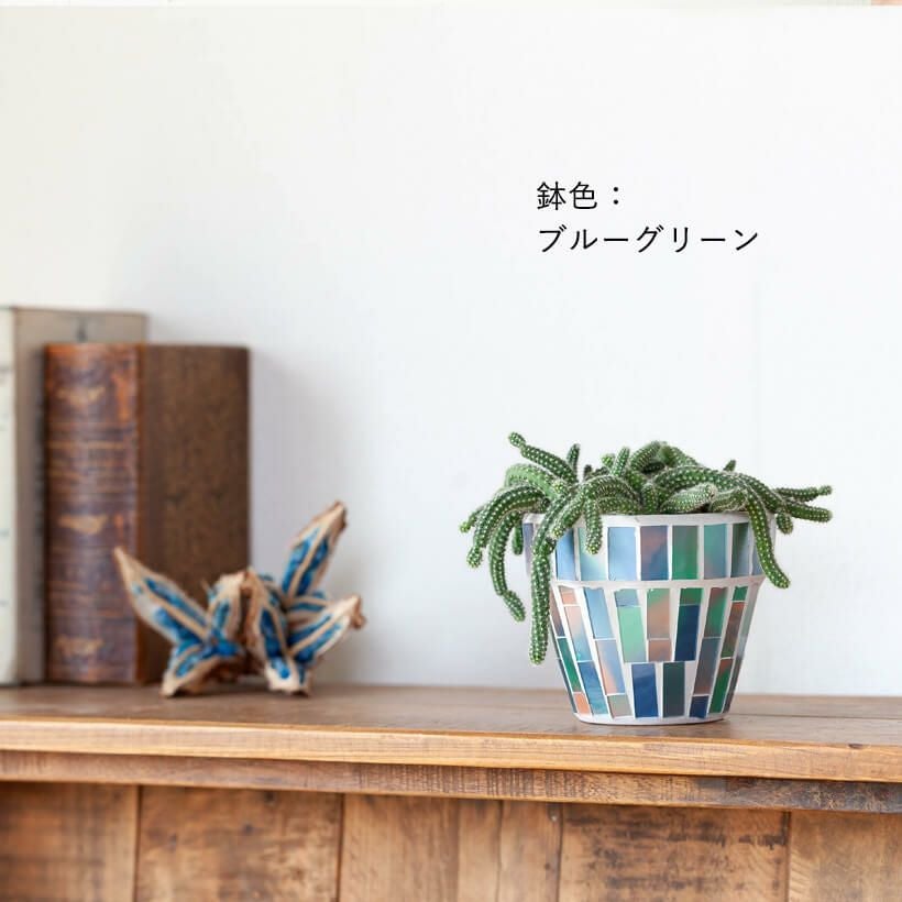 ビャクダン（白檀）サボテン育て方付き｜e-花屋さん