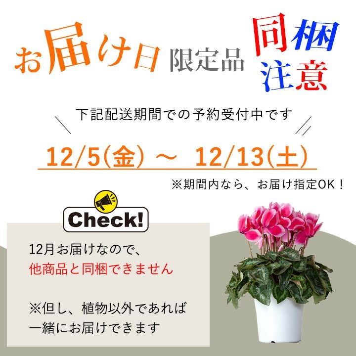 2024年シクラメン、推しはコレ！亀山ブランド6月まで咲く可能性