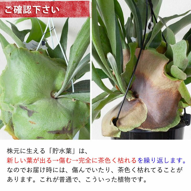 アルシコルネ、ビーチー、ネザーランド｜コウモリラン丈夫な3種