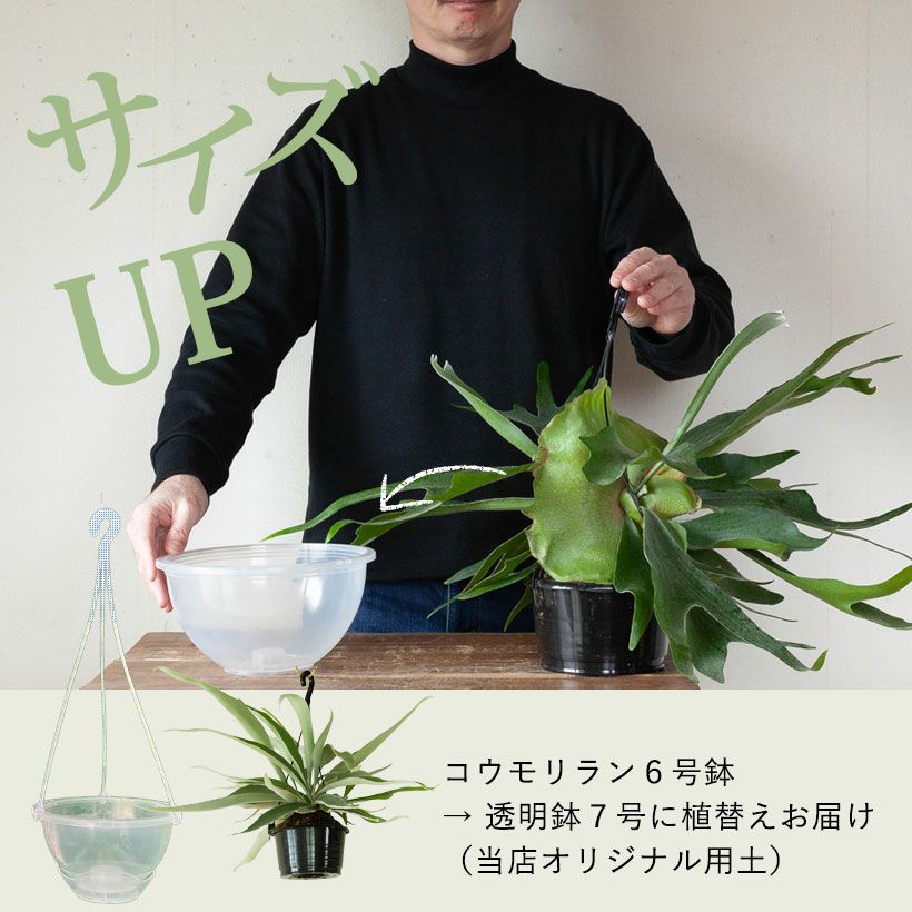 アルシコルネ、ビーチー、ネザーランド｜コウモリラン丈夫な3種