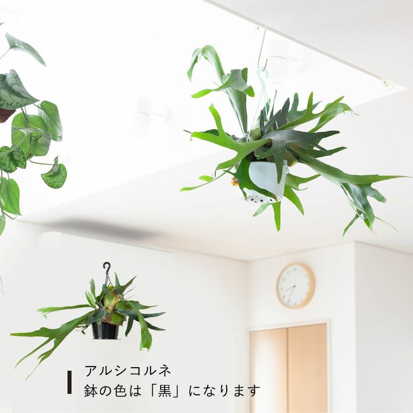 アルシコルネ、ビーチー、ネザーランド｜コウモリラン丈夫な3種
