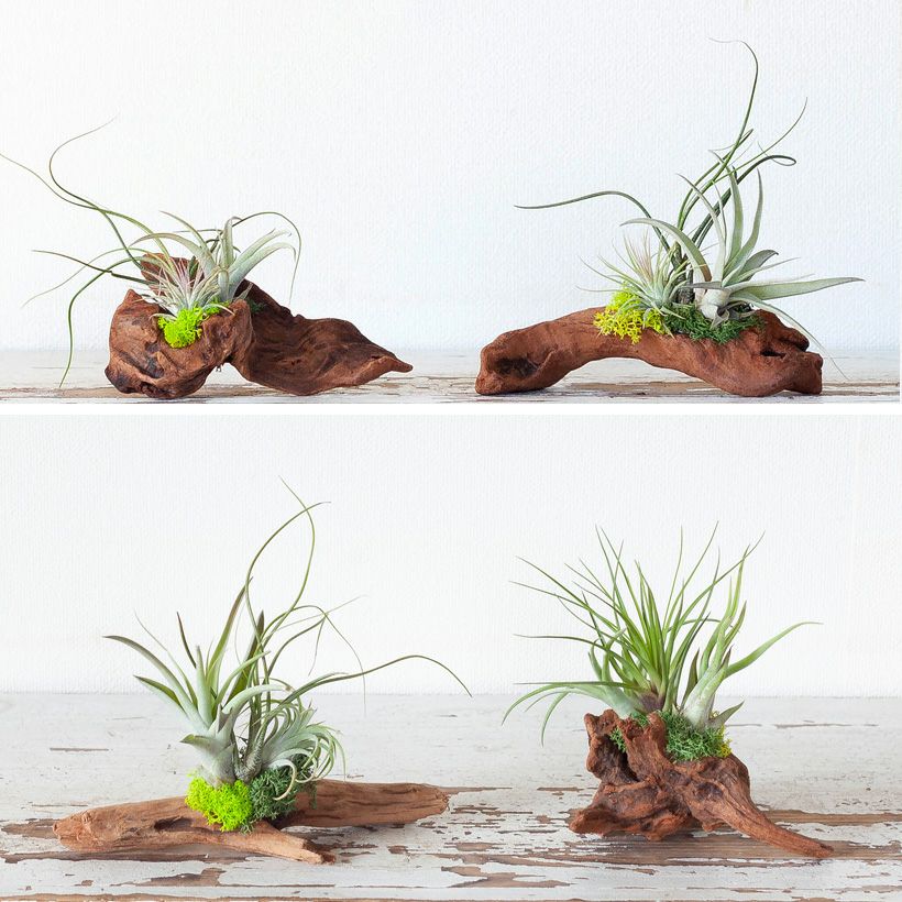 エアプランツ（流木チランジア）初心者おすすめの飾り方、育て方