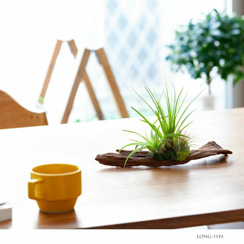 エアプランツ（流木チランジア）初心者おすすめの飾り方、育て方