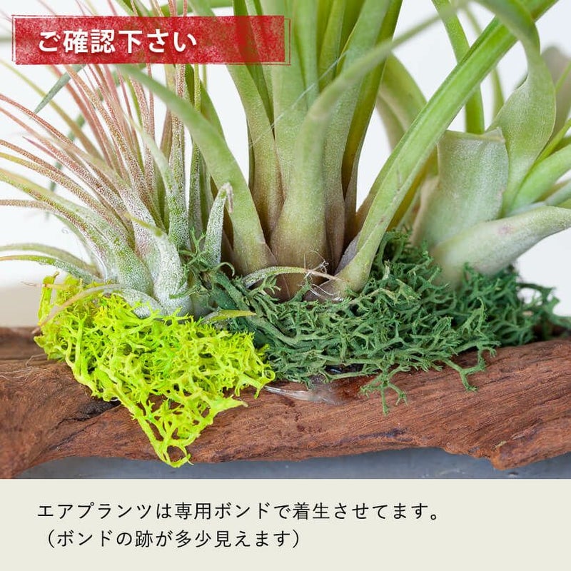 エアプランツ（流木チランジア）初心者おすすめの飾り方、育て方