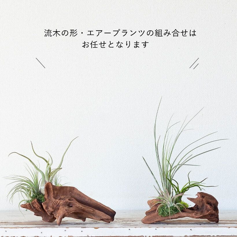 エアプランツ（流木チランジア）初心者おすすめの飾り方、育て方