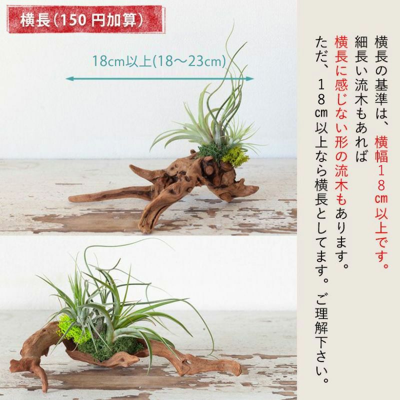 エアプランツ（流木チランジア）初心者おすすめの飾り方、育て方