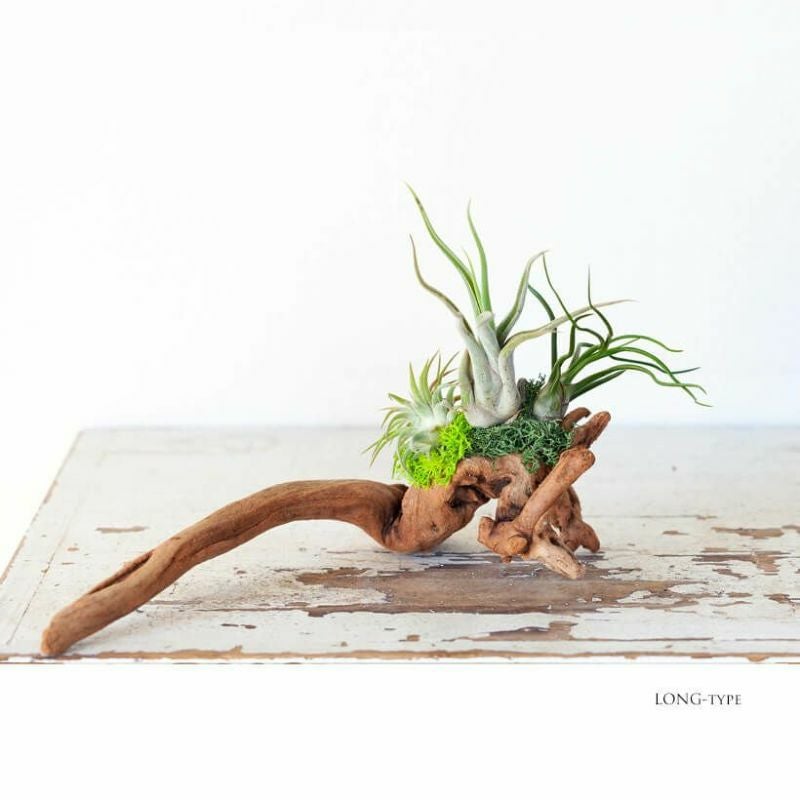 エアプランツ（流木チランジア）初心者おすすめの飾り方、育て方