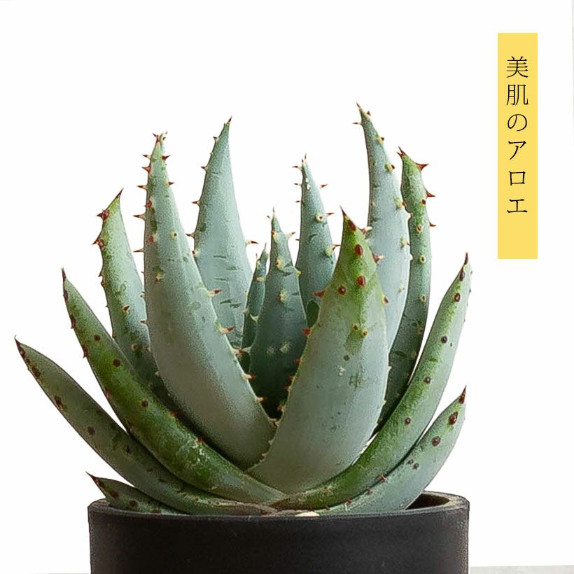 アロエ・ペグレラエ（Aloe peglerae）育て方付き｜e花屋さん