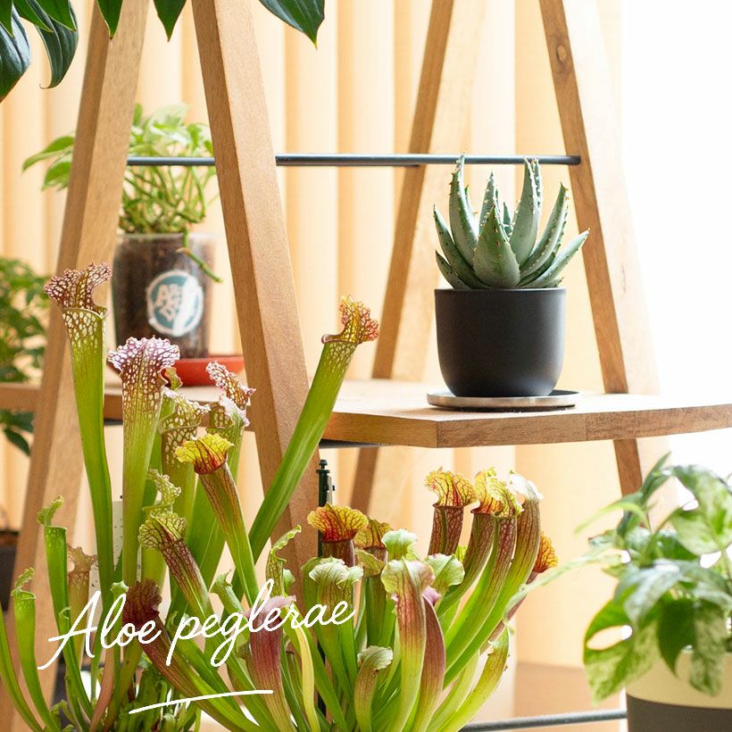 アロエ・ペグレラエ（Aloe peglerae）育て方付き｜e花屋さん