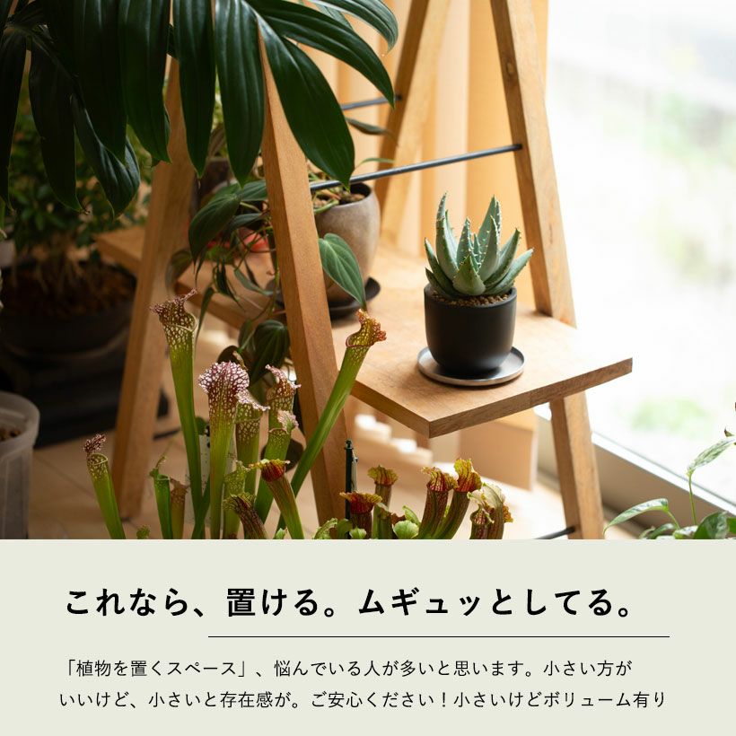 アロエ・ペグレラエ（Aloe peglerae）育て方付き｜e花屋さん