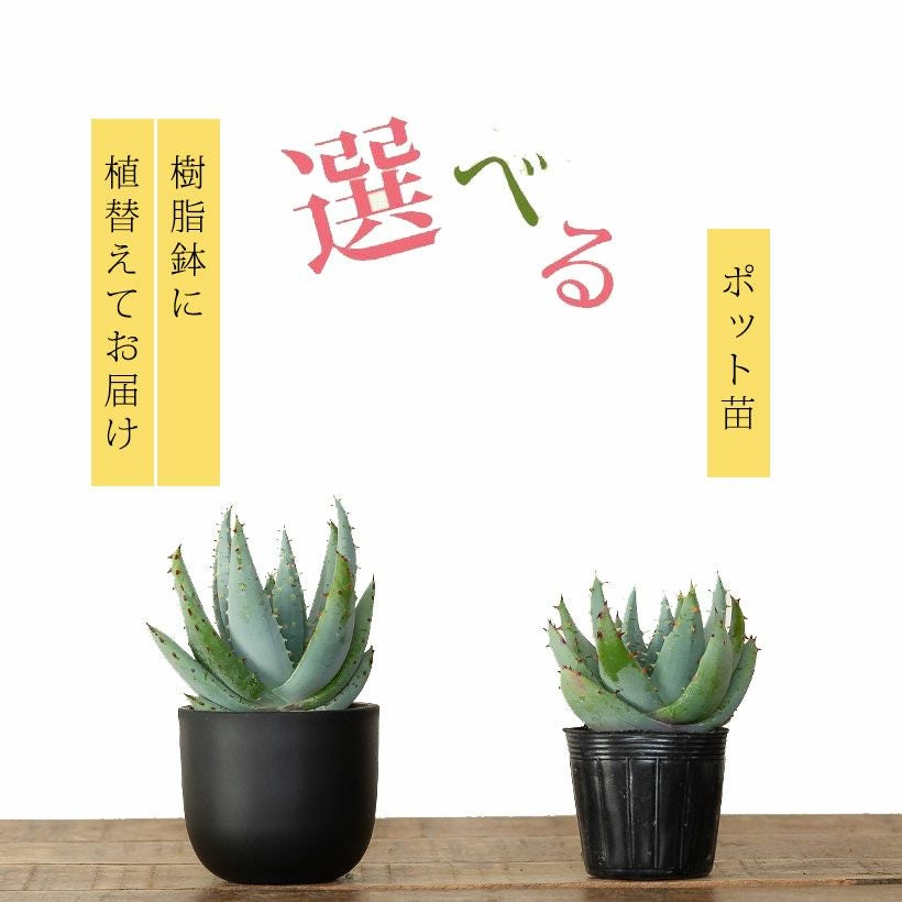 アロエ・ペグレラエ（Aloe peglerae）育て方付き｜e花屋さん