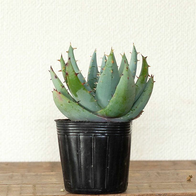アロエ・ペグレラエ（Aloe peglerae）育て方付き｜e花屋さん