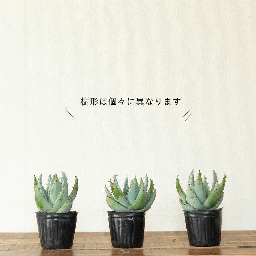 アロエ・ペグレラエ（Aloe peglerae）育て方付き｜e花屋さん