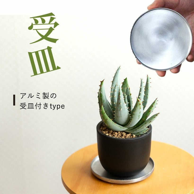 アロエ・ペグレラエ（Aloe peglerae）育て方付き｜e花屋さん