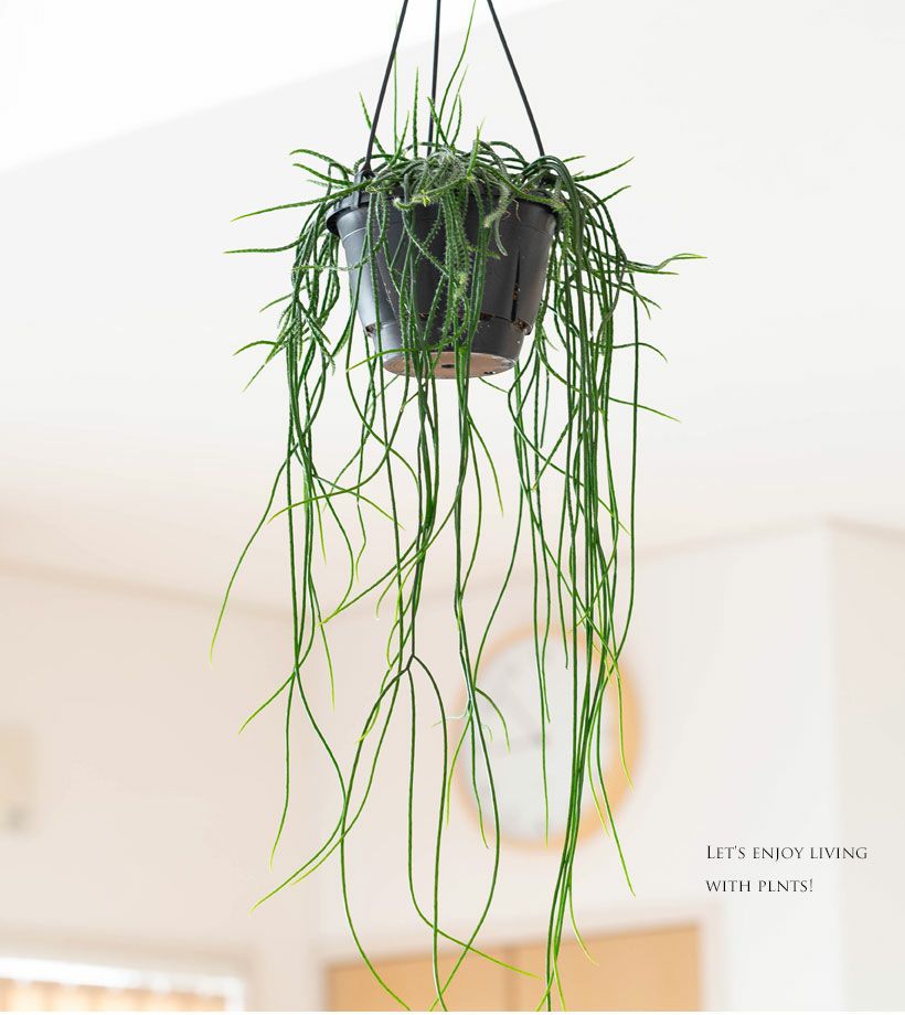 000000005921-07.jpg?size=l&w=