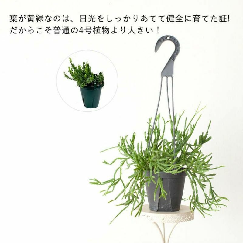 000000005937-08.jpg?size=l&w=