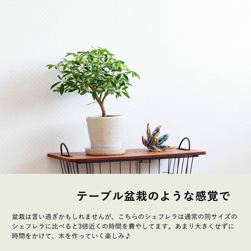 000000005977-01.jpg?size=l&w=