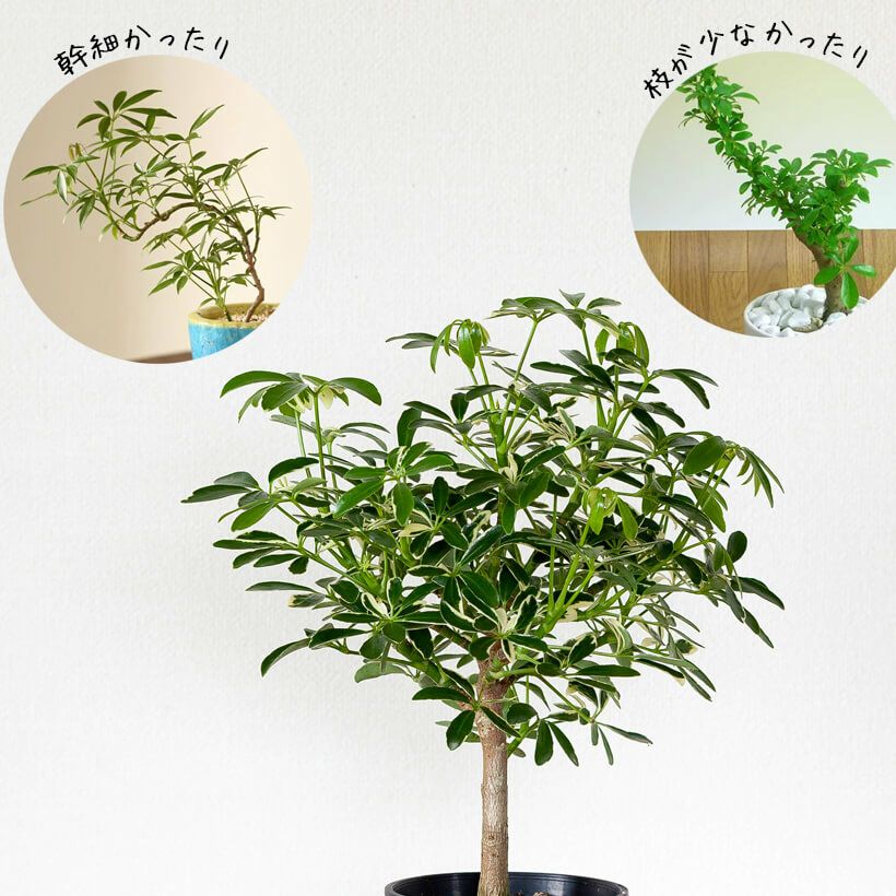 000000005977-04.jpg?size=l&w=