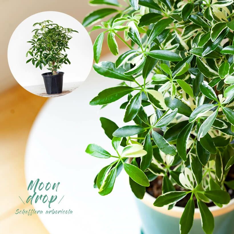 シェフレラ・ムーンドロップ｜育て方付き、コンパクタ斑入り品種