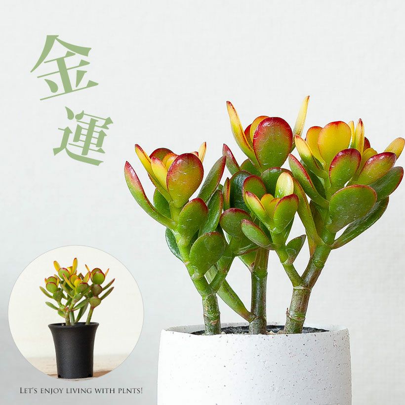 姫黄金花月（金のなる木）育て方付き｜寒さに強い多肉植物e花屋