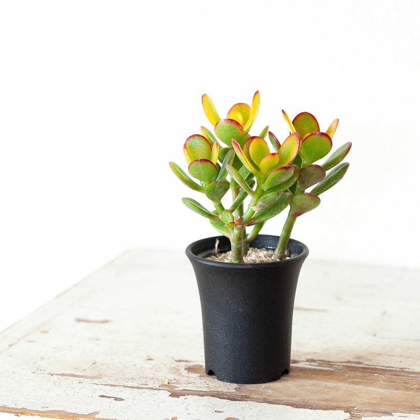 姫黄金花月（金のなる木）育て方付き｜寒さに強い多肉植物e花屋